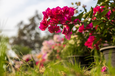 A close-up view of colorful bougainvillea flowers blooming beautifully in pots on the grass in a...
