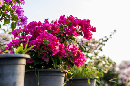 A close-up view of colorful bougainvillea flowers blooming beautifully in pots on the grass in a...