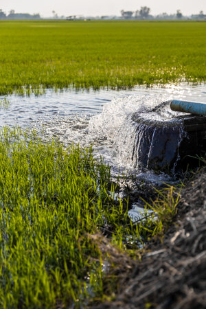 Close-up low angle view of water flowing out of pipes from pumping through concrete basins into green rice fields for growing, a common sight in farming operations in rural Thailand.の写真素材