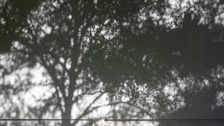 Abstract background, silhouette of a bunch of leaves being blown by the wind and sunlight hitting...