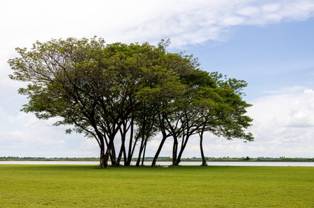 A view of a sweeping green lawn with large trees beautifully complementing the white clouds and blue...