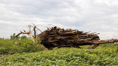Low angle view of a large tree stump charred and fallen on the ground covered with weeds and cloudy frogs in the background in the Thai countryside.の写真素材