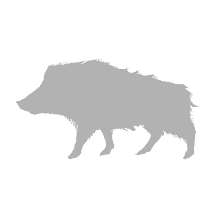 boar realistic drawing. Vector Illustrationのイラスト素材