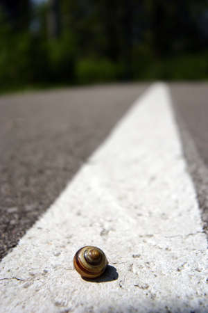 Snail on roadの写真素材
