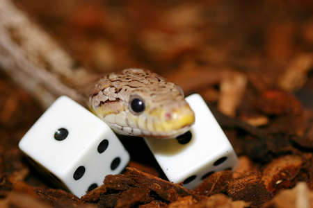 Snakeの写真素材