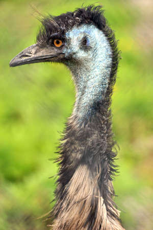 Emu Birdの写真素材