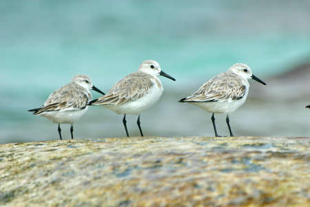 Birds on rockの写真素材