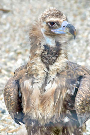 Vultureの写真素材