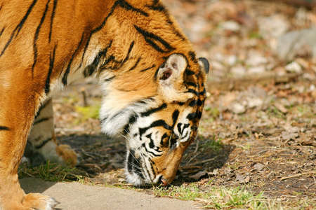 Tigerの写真素材