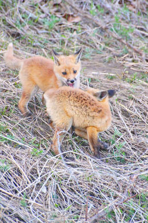 Fox, baby kits playingの写真素材