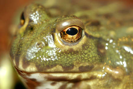 American bullfrogの写真素材