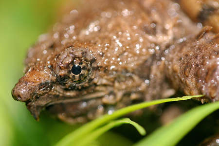 Aligator Snapping Turtle の写真素材