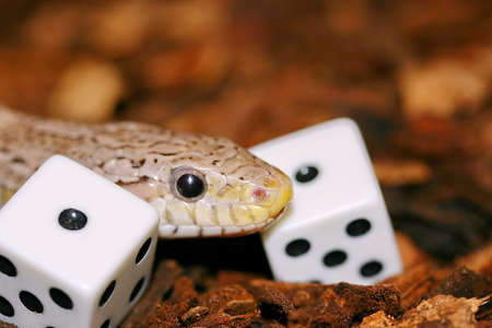 Corn Snakeの写真素材