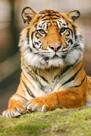 Tiger sittingの写真素材