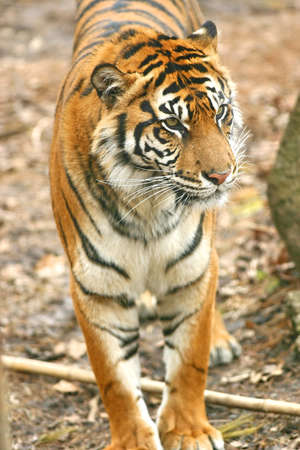 Tiger standingの写真素材