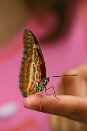 Butterfly on fingerの写真素材