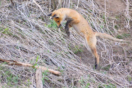 Fox jumpingの写真素材