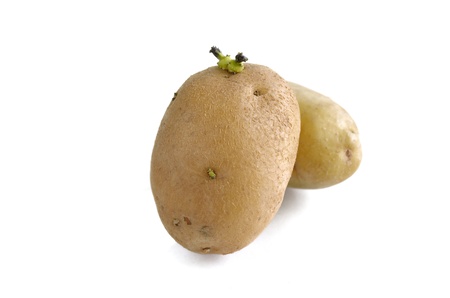 sprouting potato isolated on whiteの写真素材