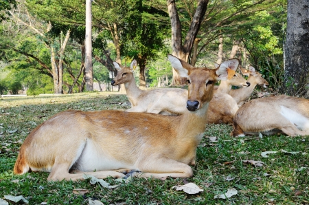 The group of antelope are relaxing on the grassのeditorial素材