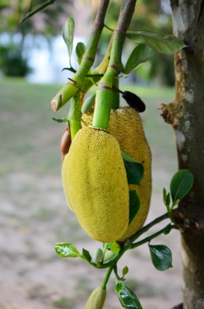 Young jackfruitの写真素材