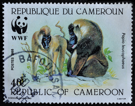 CAMEROON -CIRCA 1988 A stamp print in Cameroon shows Baboon monkeys, circa 1988のeditorial素材