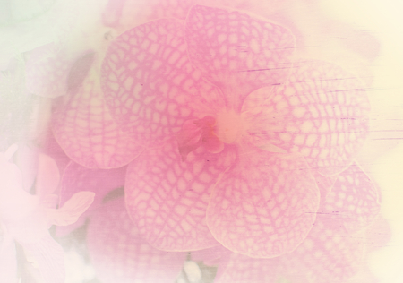orchids in grunge retro style for backgroundの写真素材