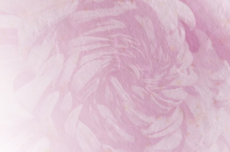 flower retro soft style for background, Chrysanthemum soft backgroundの写真素材