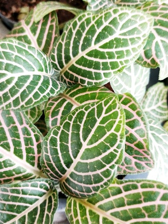 Green leaf and lines textured of nature plant.