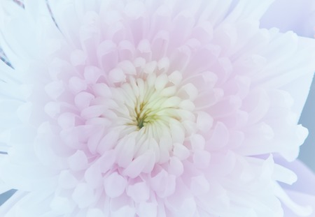 chrysanthemum flower in soft style for backgroundの写真素材