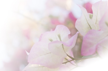flowers in soft style for background