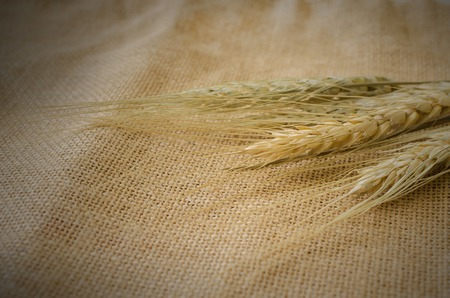 Barley on old burlap background, selective focusの写真素材