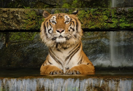 Portrait Tiger watching in waterfallの写真素材