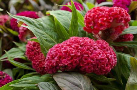 Red Cockscomb flower or Crested celosia flower and green leaf closeup