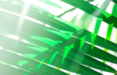 abstract green leaf with copy space, using for background