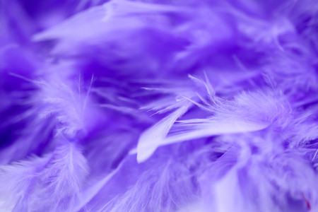 Closeup purple feather ,Multicolored feathers ,background texture, abstractの写真素材