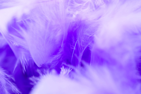 Closeup purple feather ,Multicolored feathers ,background texture, abstractの写真素材