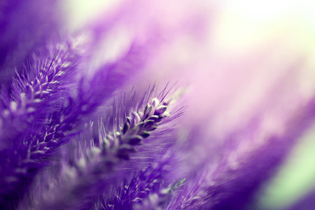 Ultra violet wild flower in garden under sunlight,abstract natural background concept.の写真素材