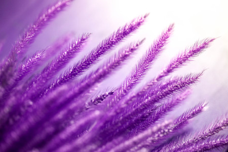 Ultra violet wild flower in garden under sunlight,abstract natural background concept.の写真素材