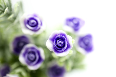 Purple Rose ,Artificial violet Flower  Isolated on White background.の写真素材