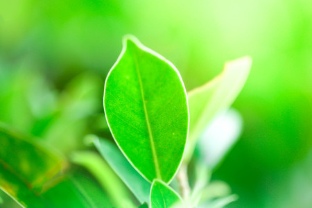 Closeup nature view of green leaf in garden at summer under sunlight. Natural green plants landscape using as a background or wallpaper.の写真素材