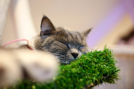 Cute little cat sleep