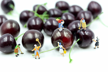 Miniature people : Maid or Housewife cleaning cherry,Food and health concept.