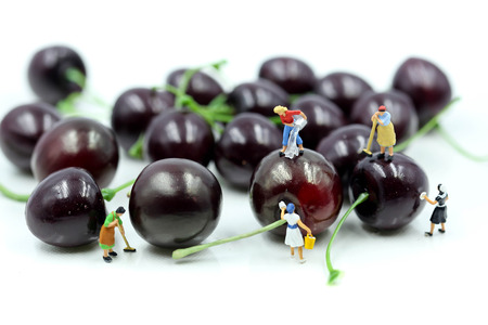 Miniature people : Maid or Housewife cleaning cherry,Food and health concept.の写真素材