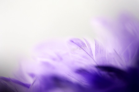 Closeup purple feather ,Multicolored feathers ,background texture, abstractの写真素材