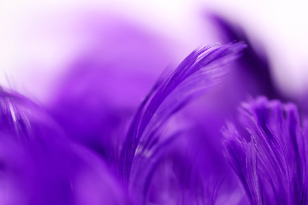 Closeup purple feather ,Multicolored feathers ,background texture, abstractの写真素材