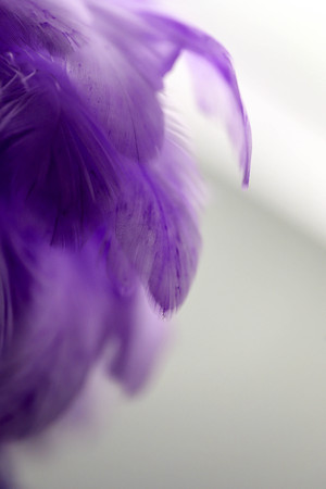 Closeup purple feather ,Multicolored feathers ,background texture, abstractの写真素材