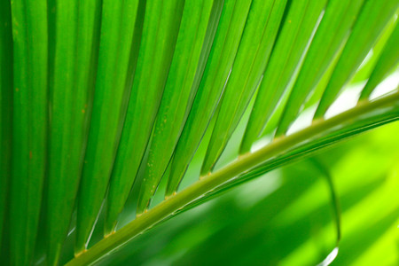 Closeup nature view of green leaf in garden at summer under sunlight,Natural green plants landscapeusingの写真素材