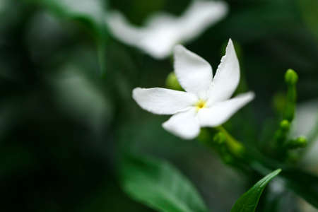 Jasmine flowers blossoming on bush in sunny day soft focusの写真素材