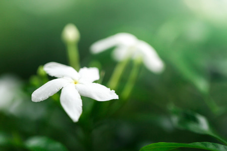 Jasmine flowers blossoming on bush in sunny day soft focusの写真素材