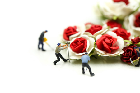 Miniature people : Team worker with Red roses and white roses on white backgroud, valentine day lover concept.の写真素材